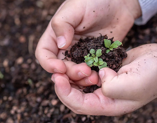 Child's hands holding a seedling in fresh dirt.